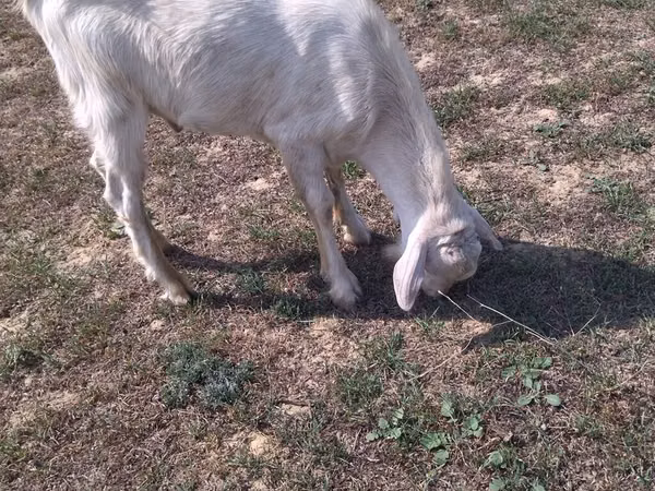 Cabro, Cabras