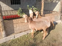 Sheep, Arashan sheep — photo 3