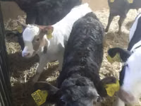 أبقار (دفعة، الجنس غير محدد), Simmental cattle — الصورة 3