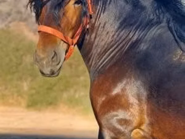 Caballo, Caballos