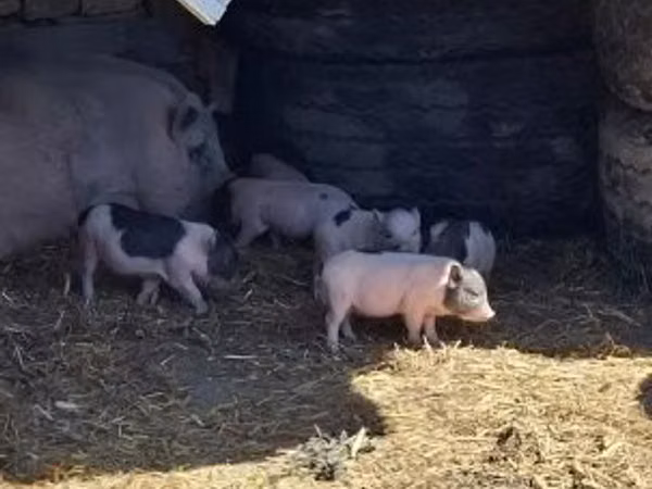 Boar, 