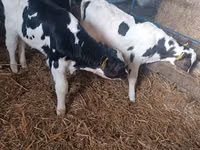 公牛, Russian Black pied cattle — 照片 6