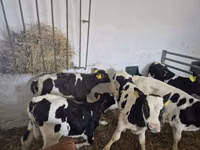 Bulle, Russian Black pied cattle — Foto 4