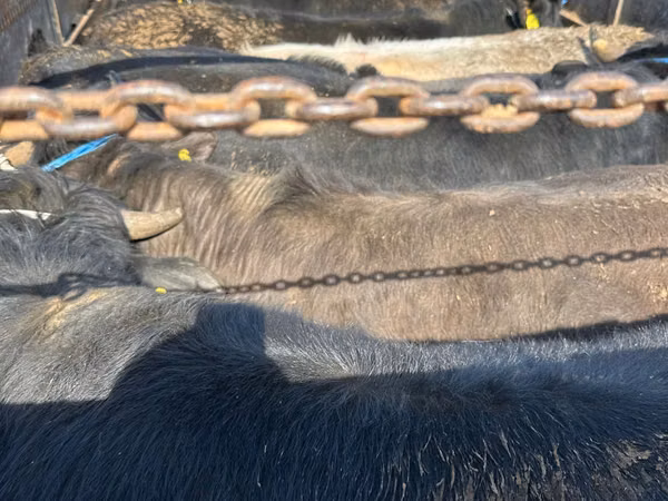 Bull, Cattle