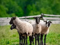 Dume la kondoo, Romanov sheep — picha 2