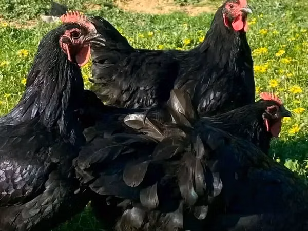 Australorp