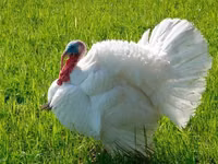 Zagorsk White-breasted — picha 4