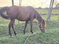 فرس, Azerbaijan horse — الصورة 3