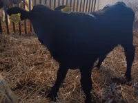 Vaca, Vaca Limousin — foto 1