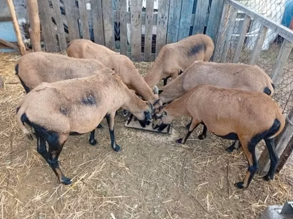 Sheep, Cameroon sheep
