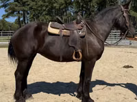 Farasi jike, Percheron — picha 3