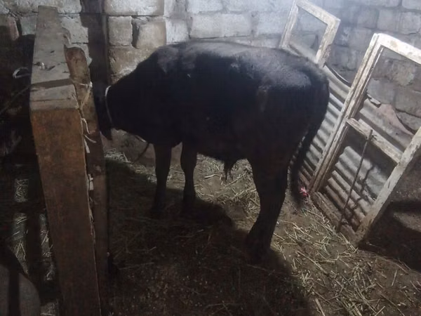 Ng'ombe dume, Aberdeen – Angus