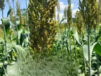 Fodder Mabrouk Sudan Grass — 照片 4