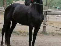 Farasi jike, Friesian — picha 1