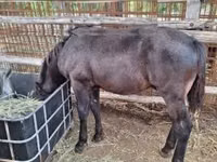 Caballo, Caballos — foto 8