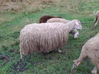 Schaf, Assaf sheep — Foto 3