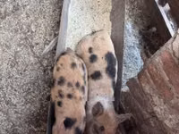 خنازير (دفعة، الجنس غير محدد), الخنازير — الصورة 6