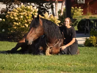 Hengst, Racking Horse — Foto 1