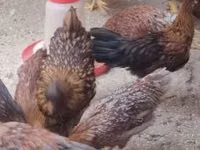 Chickens — 照片 3