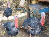 Turkeys — picha 2