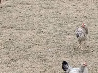 Czech Gold Brindled Hen — picha 3