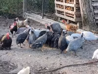 Guinea fowl — Foto 3