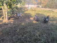 Australorp — photo 4