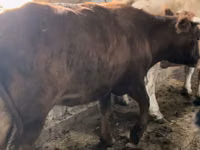 गाय, Simmental cattle — फ़ोटो 5
