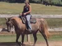 Yegua, Kentucky mountain daddle horse — foto 3