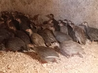 Guinea fowl — Foto 1