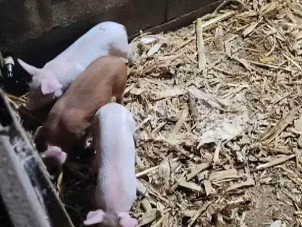 Pigs (batch, sex not specified), 