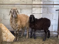Ram, Small-tailed Han sheep — photo 2