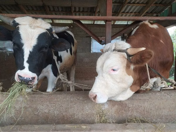 Ng'ombe dume, Banda la Holstein