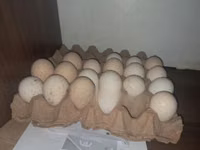 Turkeys — photo 1