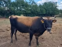 Ng'ombe dume, Jersey breed — picha 1