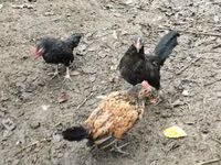 Chickens — foto 4