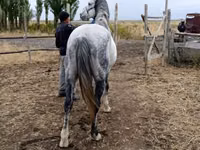 Farasi dume, Friesian sport horse — picha 1