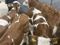 牛只（批次，未指定性别）, Cattle — 照片 5