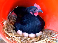 Australorp — Foto 2