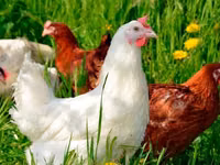 Chickens — picha 4
