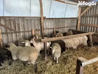 كبش, Merino sheep — الصورة 1