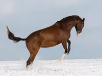Farasi jike, Akhal-Teke — picha 4