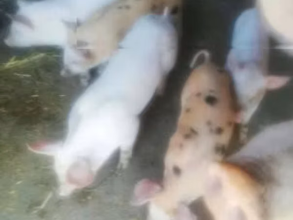 Sow, Pigs