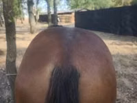 Caballo, Caballos — foto 3