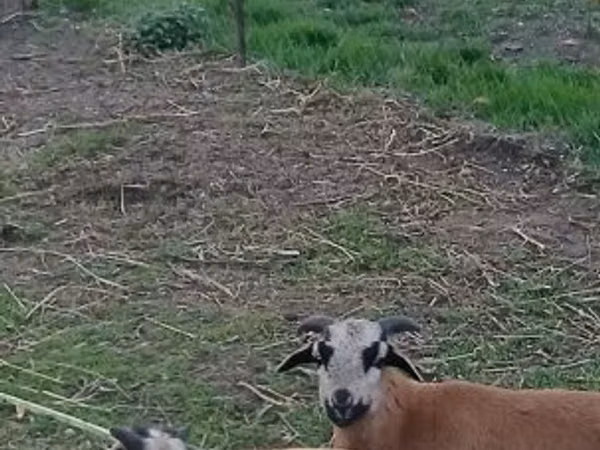मेढ़ा, Cameroon sheep
