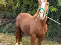 Farasi dume, Andalusian horse — picha 3
