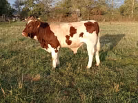 Bull, Men-Anjou — photo 1