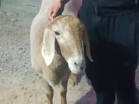 نعجة, Rhon sheep — الصورة 3