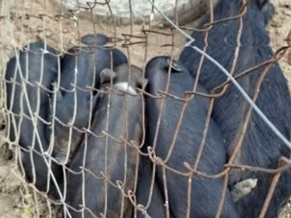 Boar, 