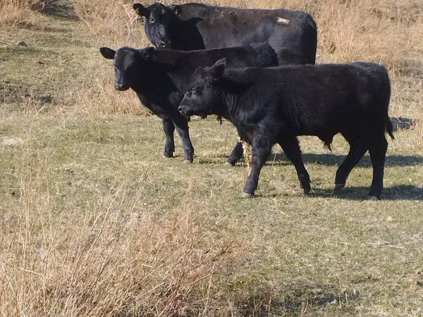 Ng'ombe dume, Swiss cattle